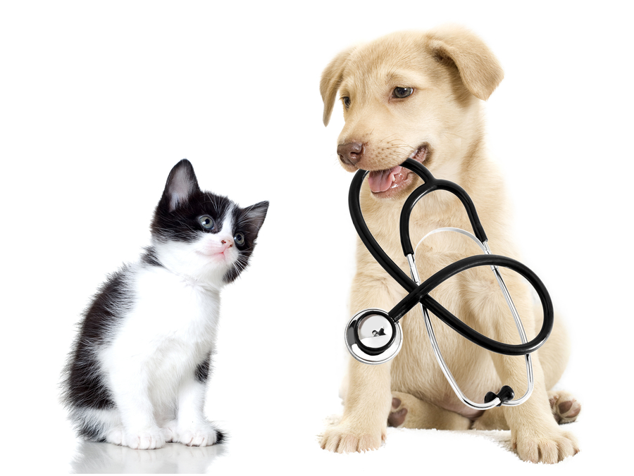 Veterinary Advice from the George Veterinary Team